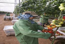 Image du Maroc Professionnelle de  Agriculture moderne au Sahara, des femmes marocaines effectuent la cueillette des tomates en grappes sous une serre dans une ferme à Dakhla. Dans cette région la production des tomates en grappes bénéficie d’un climat phénoménalement ensoleillé, tempéré et régulier, Mardi 21 Novembre 2006. Avec l'introduction des cultures sous abris serres, la région de Dakhla est devenue en très peu de temps célèbre pour ces productions de fruits et légumes destinés à l’export. (Photo / Abdeljalil Bounhar)